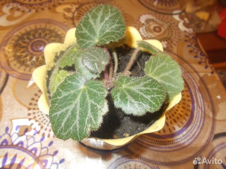 Цветочный сад