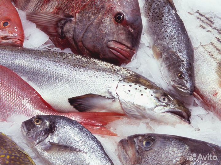 Продается готовый бизнес – рыбный магазин