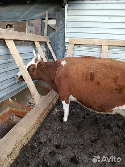 Корова на мясо