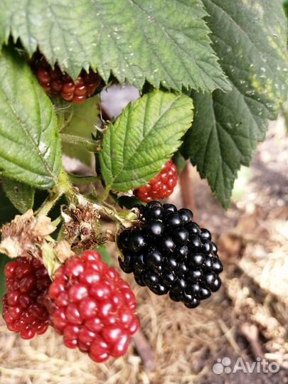 Саженцы ежевики