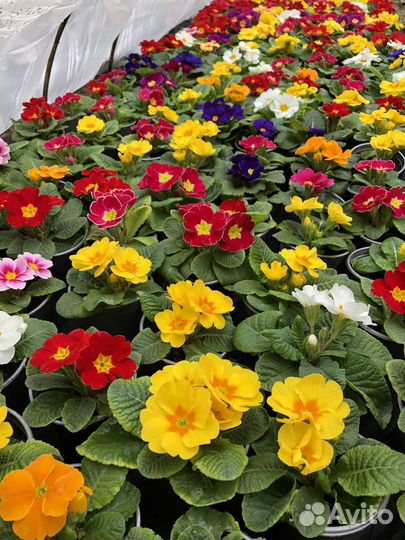 Цветы. Примула опт