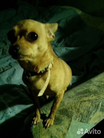 Передержка животных