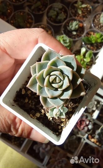 Комнатные цветы. Суккуленты