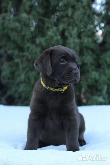 Щенки лабрадора шоколадные, РКФ