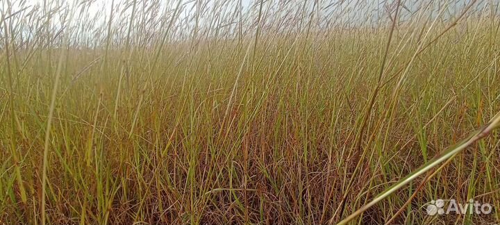 Сено в тюках