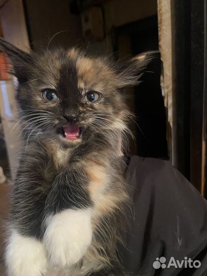 Котята отдам бесплатно