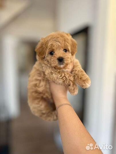 Щенки мальтипу f1 мини