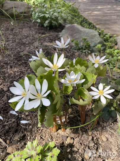 Сангвинария