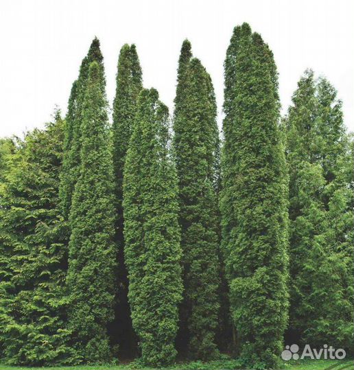 Туя Колумна 2,5 м