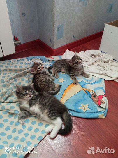 Котята ждут своих хозяев. Дата рождения 24 мая