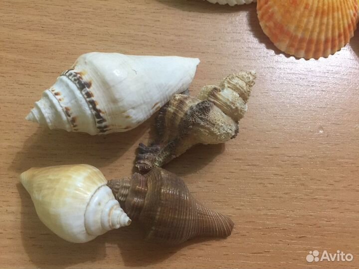 Морские ракушки