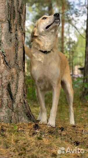 Собака в приюте