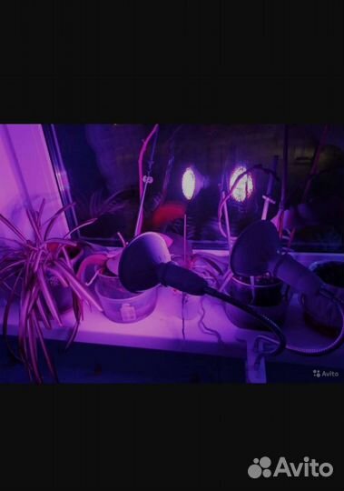 Фито светильник + 2 лампочки