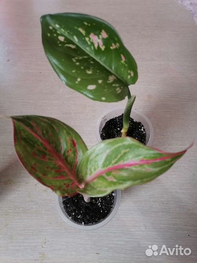 Аглаонема Баттерфляй, Анимани ред