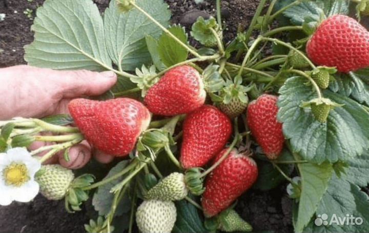 Клубника саженцы