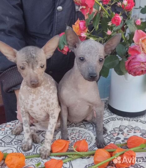 Ксолоитцкуинтли мини, девочки