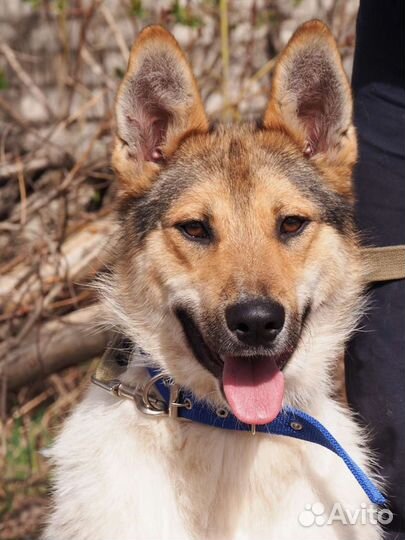 В добрые руки Чудесный Маврик