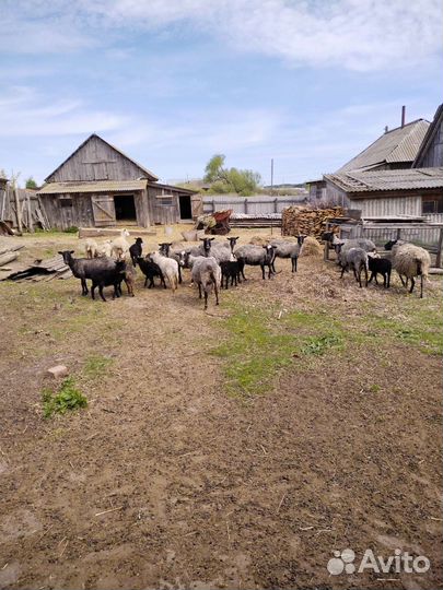 Романовские овцы