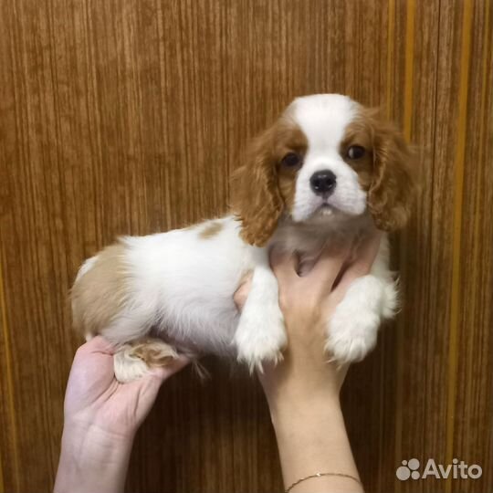 Кавалер кинг чарльз спаниель