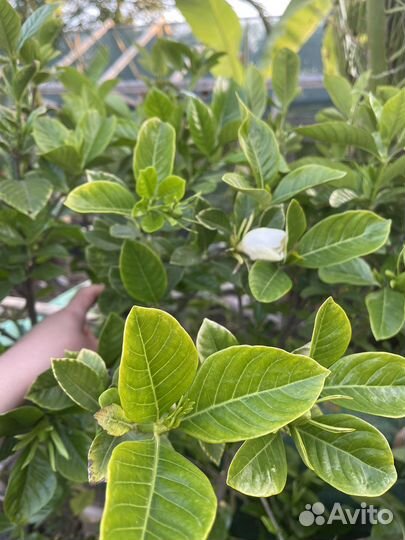 Гардения жасминовидная