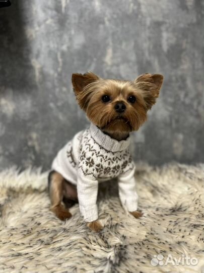 Одежда для собак кофта вязаная