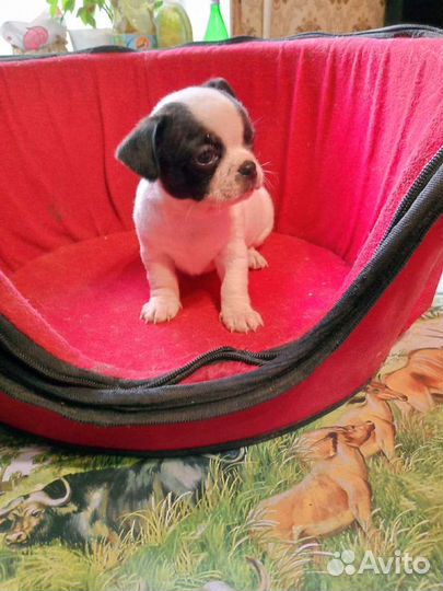 Шикарные чихуашечки