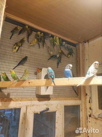 Грызуны оптом иив розницу