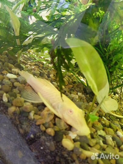 Аквариум/Гроты/Анциструсы/Компрессоры