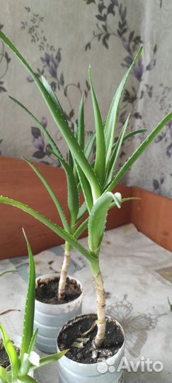 Фиалки, золотой ус, алоэ, комнатные растения