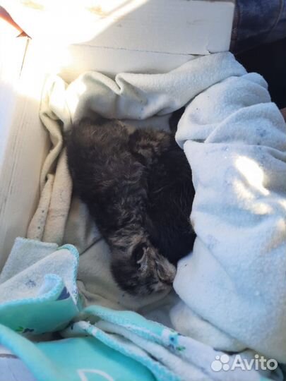 Новорожденных котят выкинули в закрытой коробке