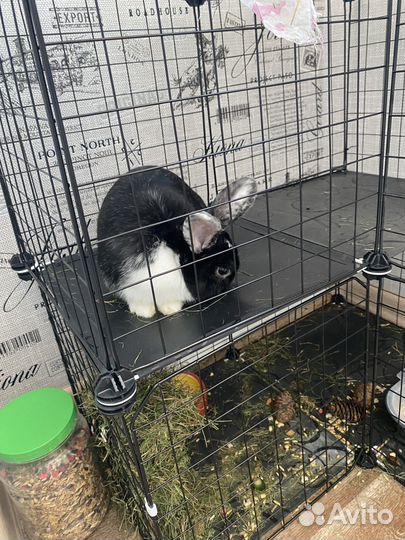 Декоративные кролики