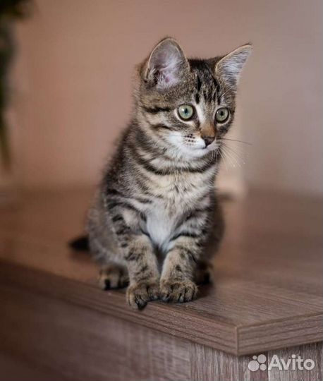 Котенок котик кот 2,5 месяца, в добрые руки