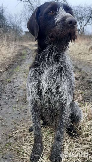 Дратхаар вязка