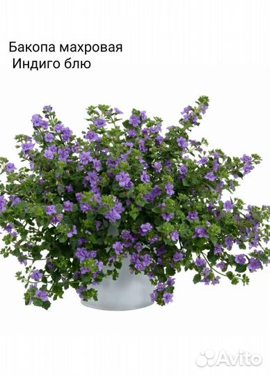 Рассада бакопы