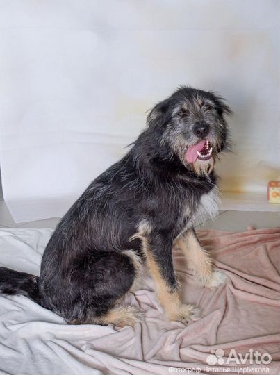 Собака Грэй