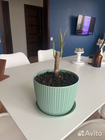 Драцена маргината триколор