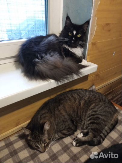 Котики в добрые руки