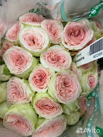 Пионовидная роза букет цветы