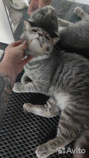 Майн-кун с Британцем