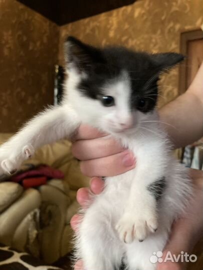 Отдадим в хорошие руки 2 котят