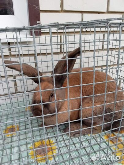 Продаю кроликов