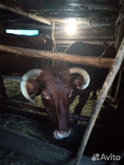 Корова на мясо
