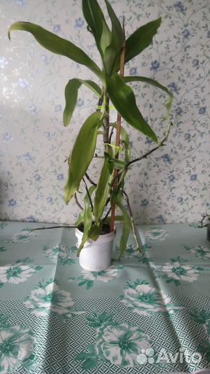 Золотой ус взрослый, с большим количеством коленец