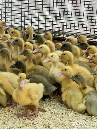 Утки, гуси, суточные, подрощенные