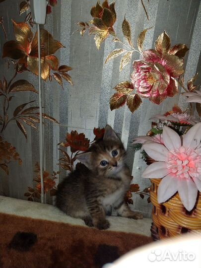 Три котёнка