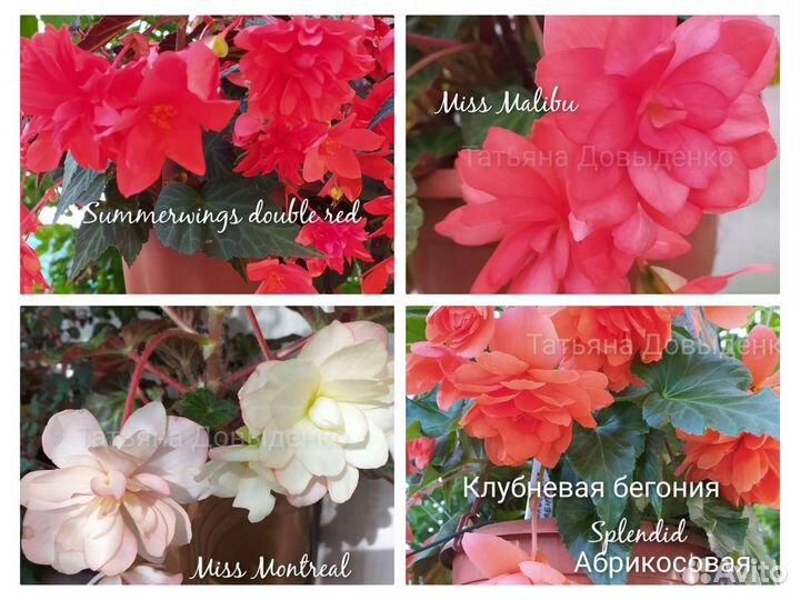 Бегонии ампельные, Шардоне, Беллеконии, Глуар