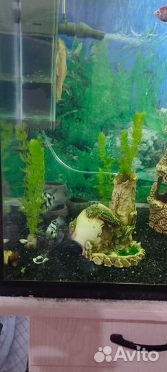 Аквариум с тумбой на 150 л. со всем содержимым