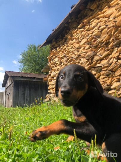 Продам щенка Добермана