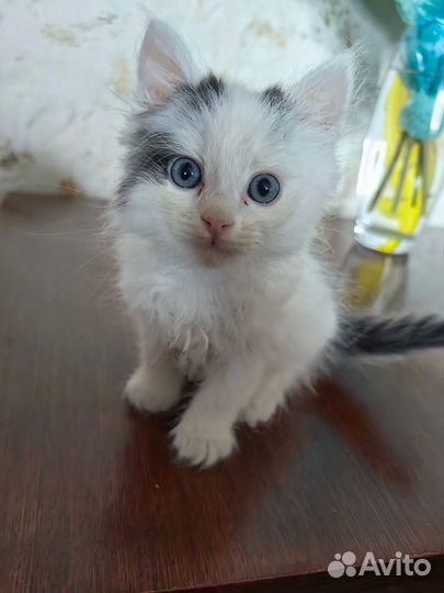 Кошки