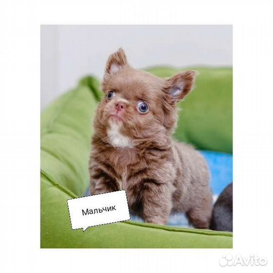 Куклята чишки - веселые ребята